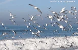 1634228590424.webp